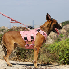 Anilla frontal antipull ICEFANG GN3 para paseos controlados