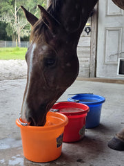 Uso portátil de Improve Equine para hidratación en viajes y entrenamientos.