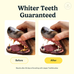 Jasper cepillo dental llega a molares traseros para una limpieza diaria.
