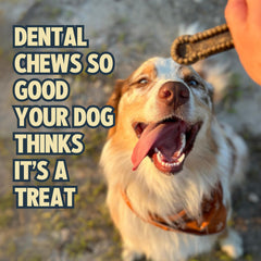 Jiminy's canela: dientes visibles tras masticar el snack dental.