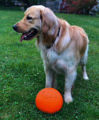 Bola Jolly Pets Bounce-n-Play sin asa, perfecta para patear y recuperar.