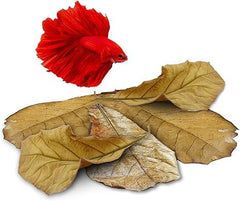 Hojas grandes JOR Catappa para acuario, uso prolongado.
