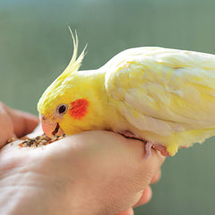 Kaytee Snack Natural del Hábitat: pimiento seco para aves.