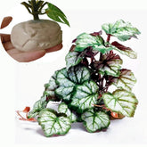 KERUIDENG Plantas Reptiles - base pesada para terrario estable.