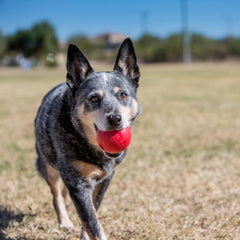 KONG Pelota con orificio, fomenta juego interactivo y obediencia.