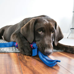KONG Tugga Wubba: cubierto en nylon balístico para mayor durabilidad