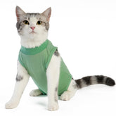 Le costume kzrfojy pour chat, vue générale, prêt à l’emploi après chirurgie.