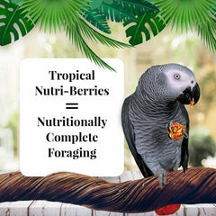 LAFEBER'S Fruta Tropical Nutri-Berries mezcla de frutas para aves