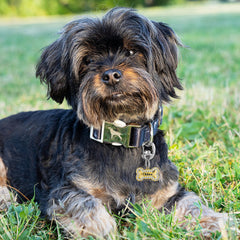 Leash King diseño de doble cierre para mayor seguridad de mascotas.
