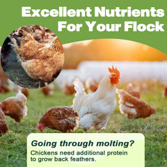 Gusanos secos LIWII para gallinas, snack proteico diario.