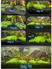 LUKAWES plantas de acuario, crecimiento rápido, paisaje submarino en semanas.