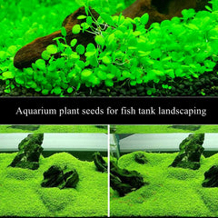 LUKAWES dos-pack plantas acuario: crecimiento rápido para una alfombra subacuánea.