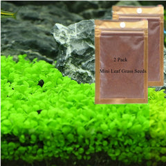LUKAWES S.e.e.ds, hoja mini, ideal para cobertura vegetal en acuario.