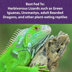 Iguana comiendo Mazuri: dieta balanceada para reptiles herbívoros.