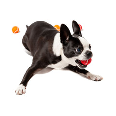 Midlee pelotas tenis mini colores vivos para perros pequeños, juego seguro y divertido