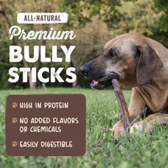 Palito Mighty Paw bully de 6 pulgadas para perros medianos, ideal para mordida moderada.