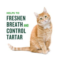 USA-made Minties cat dental treats shown as part of dental care routine