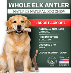 Mountain Valley Antlers: cuerno de alce grande para perro, masticación prolongada