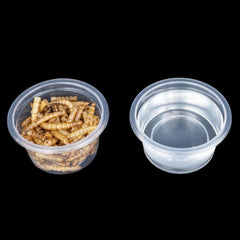 MRTIOO tazas-agua-alimento-lagarto-crestado, permite controlar la hidratación del animal.