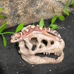 MTGHYARE cráneo-dinosaurio de resina, escondite ideal para bettas y peces pequeños.
