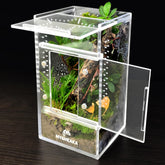 MYGIIKAKA terrario insectos arañas saltarinas con vista clara para observar detalles.