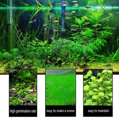 Mysteryhigh plantas de acuario, trébol para añadir textura y color suave.