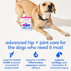 Native Pet colageno UCII para perros con articulaciones sanas