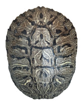 Nautical Beach Decor caparazón tortuga oreja roja de 6-8 pulgadas para colección decorativa.