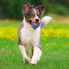 Nerf Dog bola-entrenamiento-4in-azul-naranja: fomenta ejercicio y hábitos positivos.