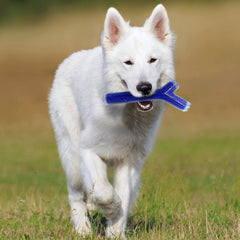 Nerf Dog envase con dimensiones detalladas para almacenamiento práctico.