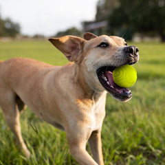 Nerf Dog Sonic Ball de alta visibilidad para rastrear durante el juego