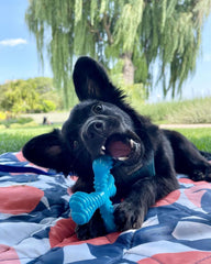 Nylabone Comfort Hold X-Bone, cuatro extremos texturizados para masticar.