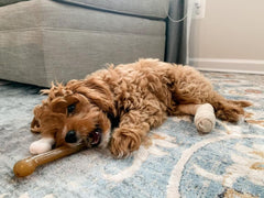 Nylabone Flexi Chew: textura gomosa para masticadores moderados y dientes sensibles.