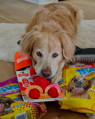 Nylabone mezcla de sabores brinda sabor duradero durante el juego