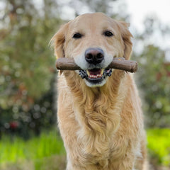 Nylabone juguete de masticación dura para perros grandes y fuertes