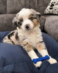 Nylabone mordedor para perros con texturas dentales evita el aburrimiento durante el juego