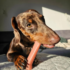 Nylabone Power Chew para masticacion extrema, resistencia para perros agresivos.