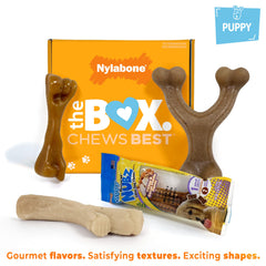 Nylabone Puppy Gift Box: hueso con textura auténtica para cachorros.