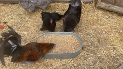 Refuerzo-huevos-pollo: vitaminas Pampered Chicken Mama para aves que apoyan la producción de huevos.