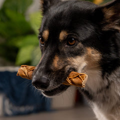 CareChewz de Pet Factory: mordedor de colágeno para perros, duradero y fácil de digerir.