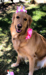 PET SHOW sombrero con cuerda elástica para ajuste cómodo.