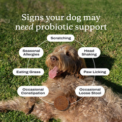 PetLab Co Probiotics: apoyo a alergias estacionales y picor