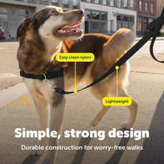 PetSafe correa nylon para uso diario, ligera y duradera.