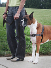 PetSafe correas ventiladas para paseos cómodos y frescos