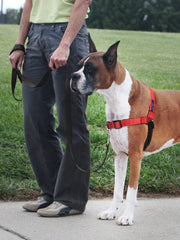 Correas de neopreno ventiladas PetSafe Deluxe Easy Walk para mayor comodidad.