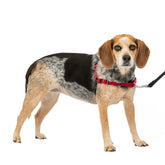 PetSafe Easy Walk: arnés frontal para detener tirar y guiar con suavidad.