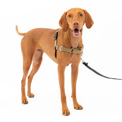 PetSafe Easy Walk arnés frontal evita tirar y protege el cuello del perro.