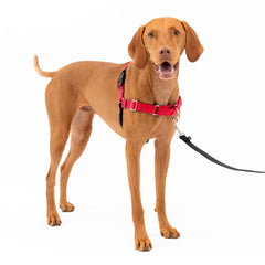 PetSafe Easy Walk Harness frente: control suave y directo para paseos.