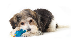 Petstages Orka Flotan, juguete que flota para agua y piscina