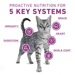 Purina ONE Plus con probióticos vivos para apoyar la digestión y el bienestar felino.